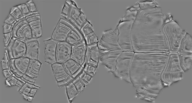 SM Turtle Disp 01_pic.jpg